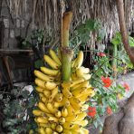  Hanging Bananas, Ecudaor 2010